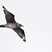 Parasitic Jaeger